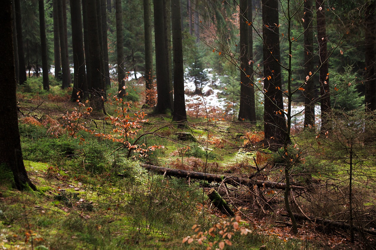 wood tree nature free photo