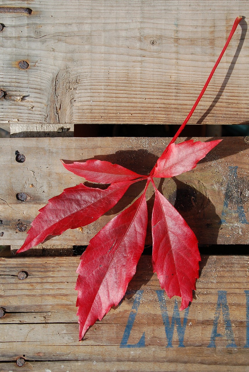 wood sheet autumn free photo