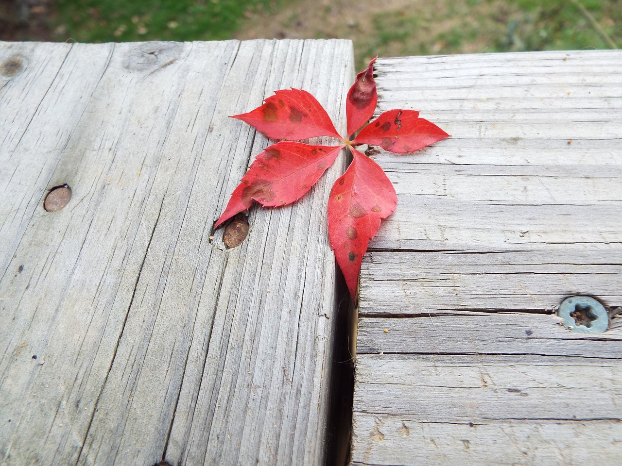 wood wooden nature free photo