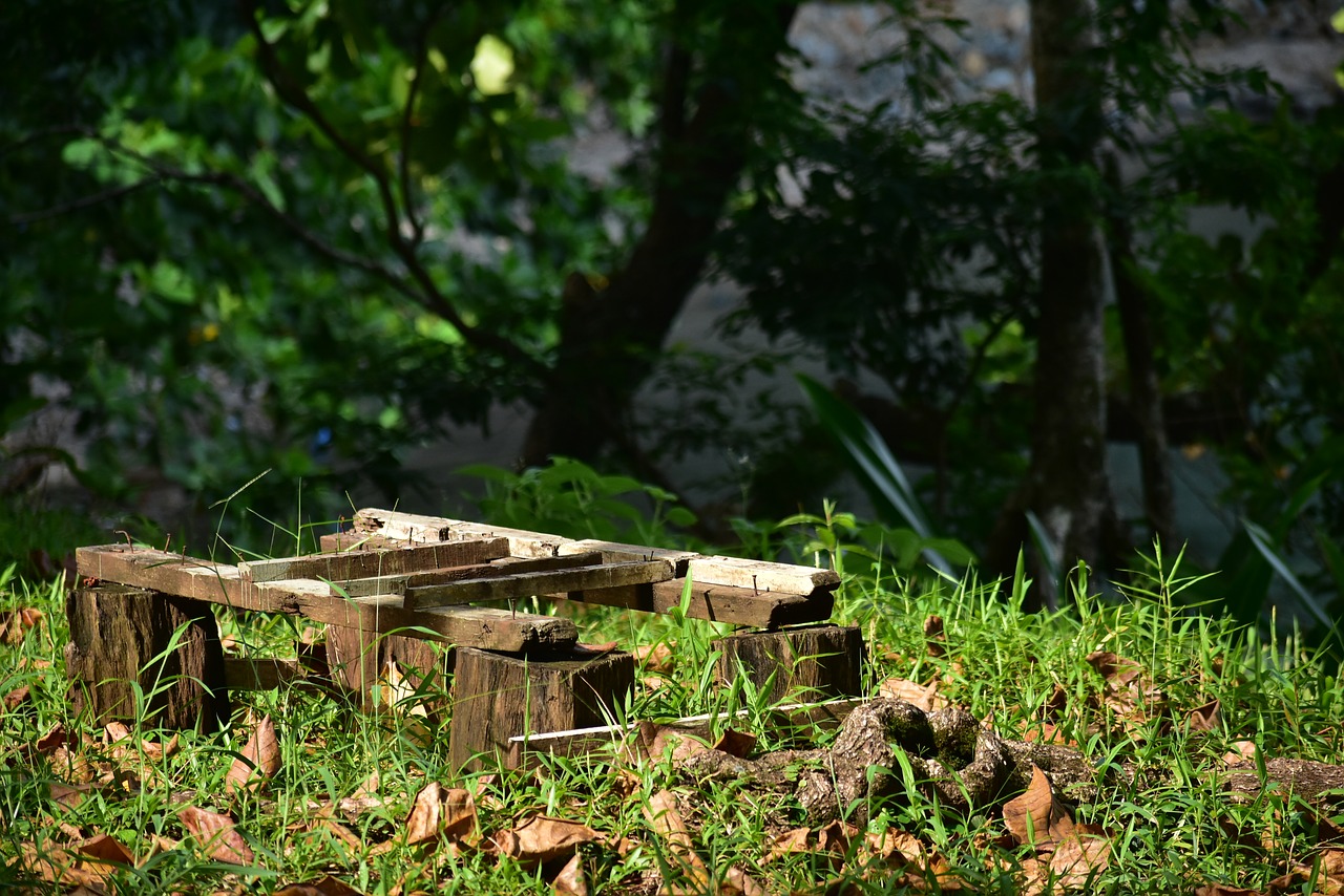 wood forest dry leaves free photo