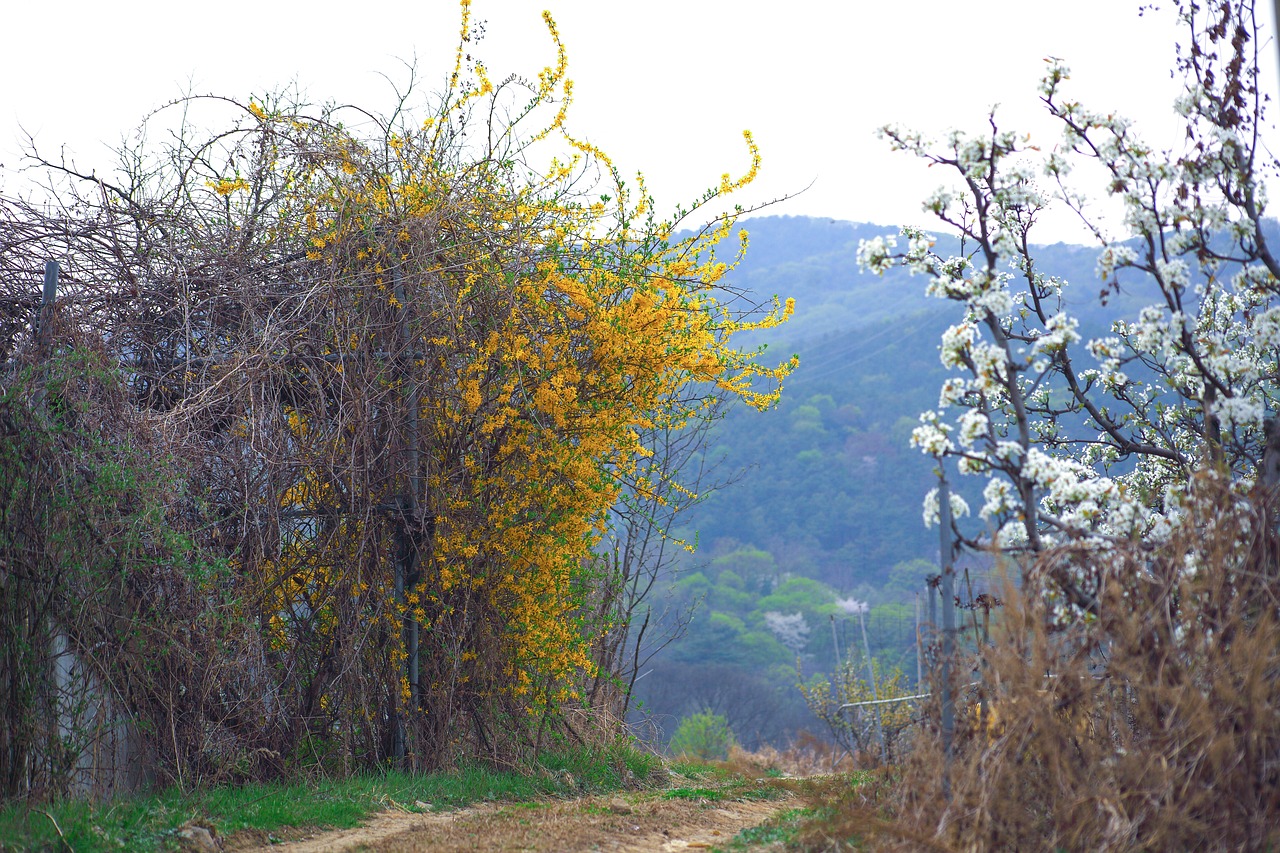 wood flowers nature free photo