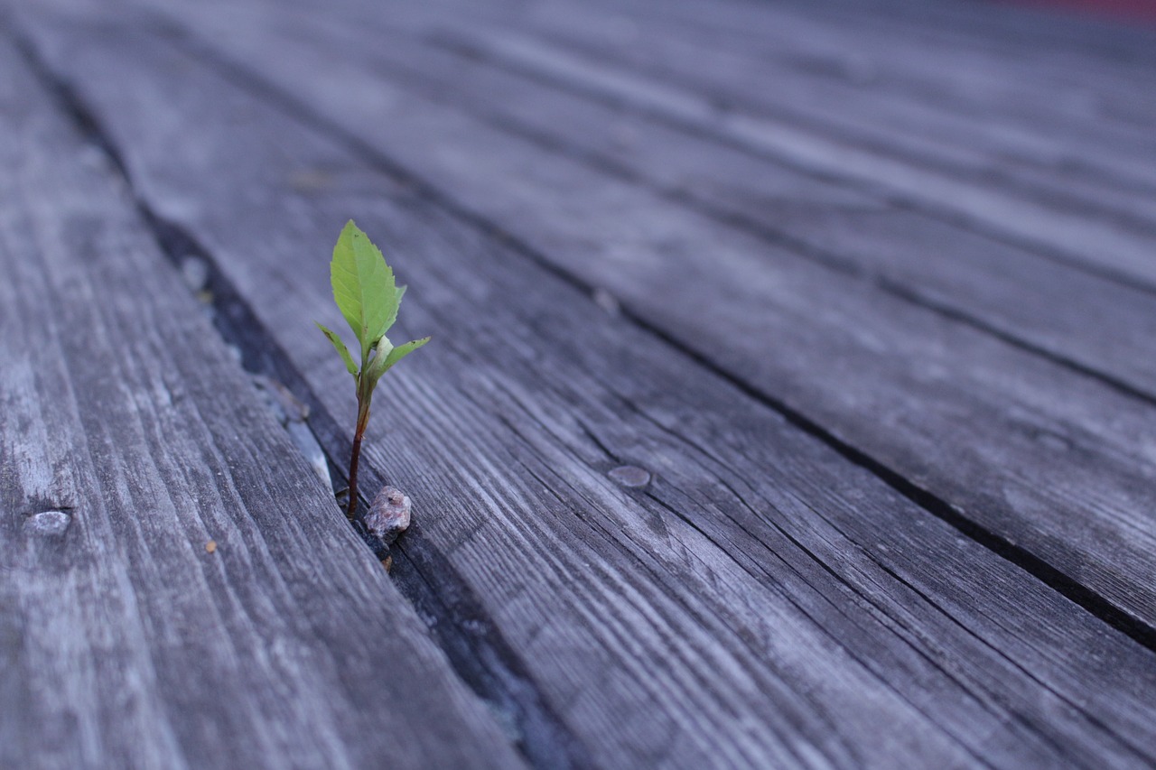 wood  nature  background free photo