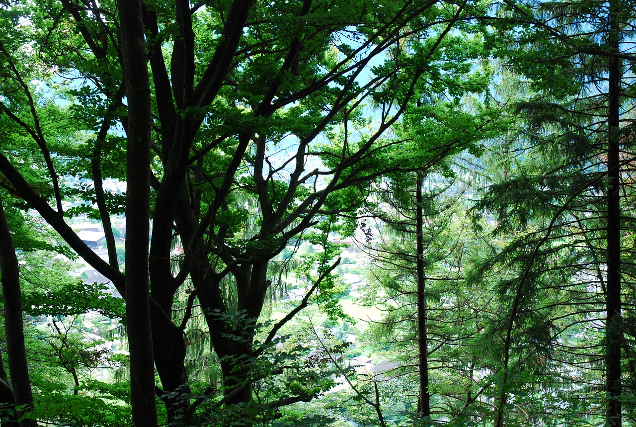 wood  nature  tree free photo