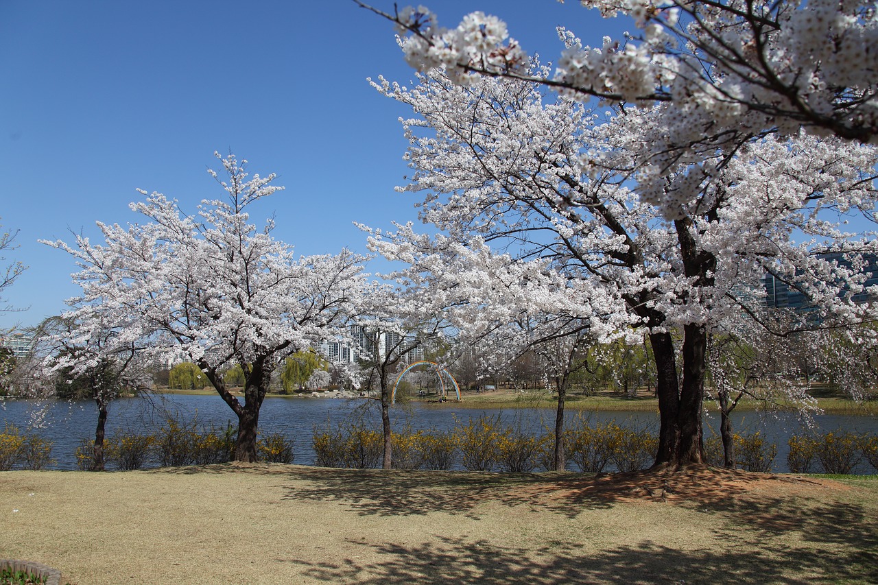 wood  spring  season free photo