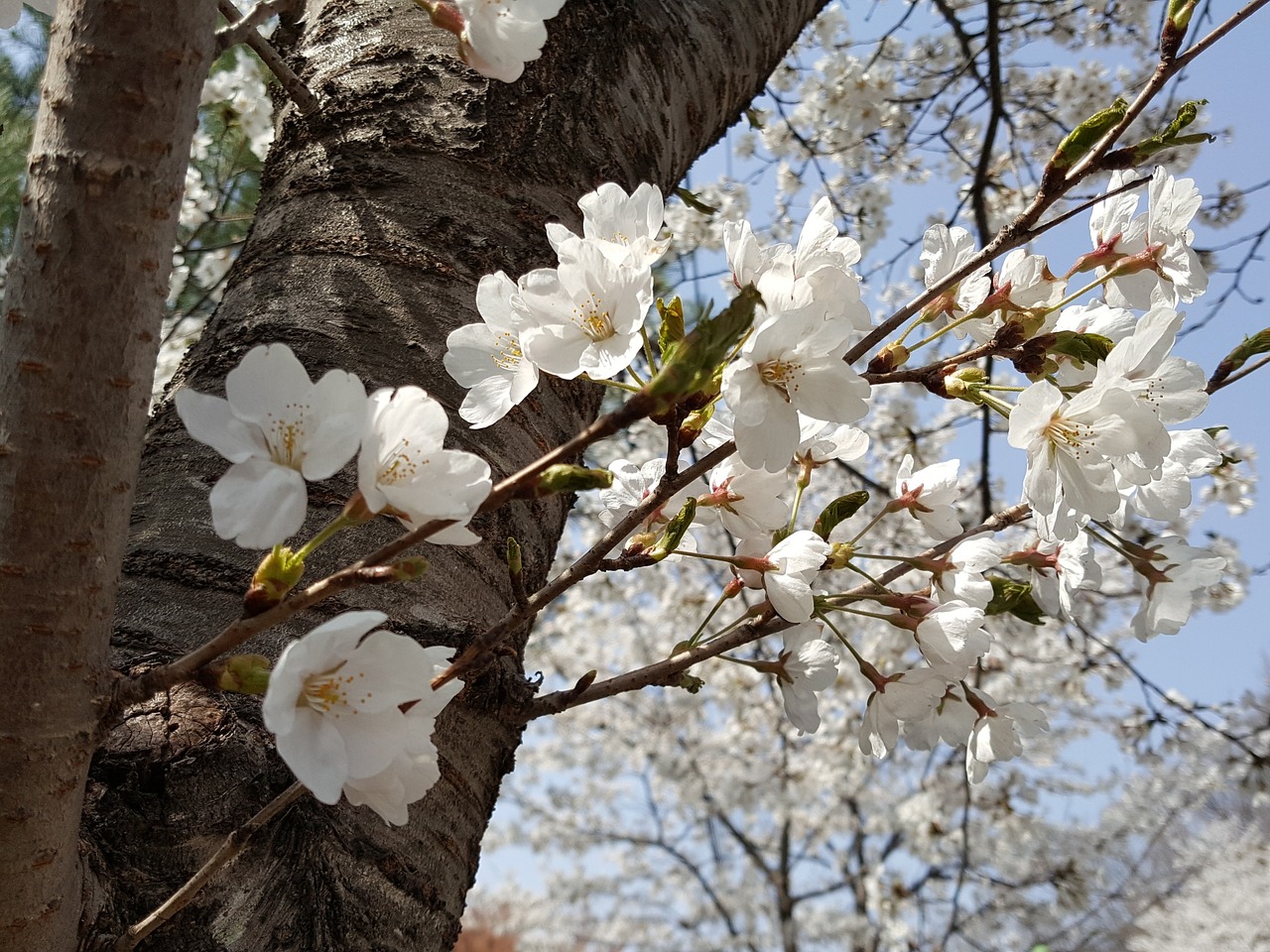 wood  flowers  quarter free photo