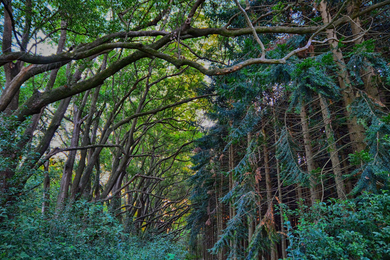 wood  nature  tree free photo