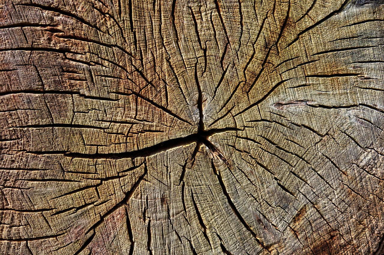 wood  chopped  cut free photo
