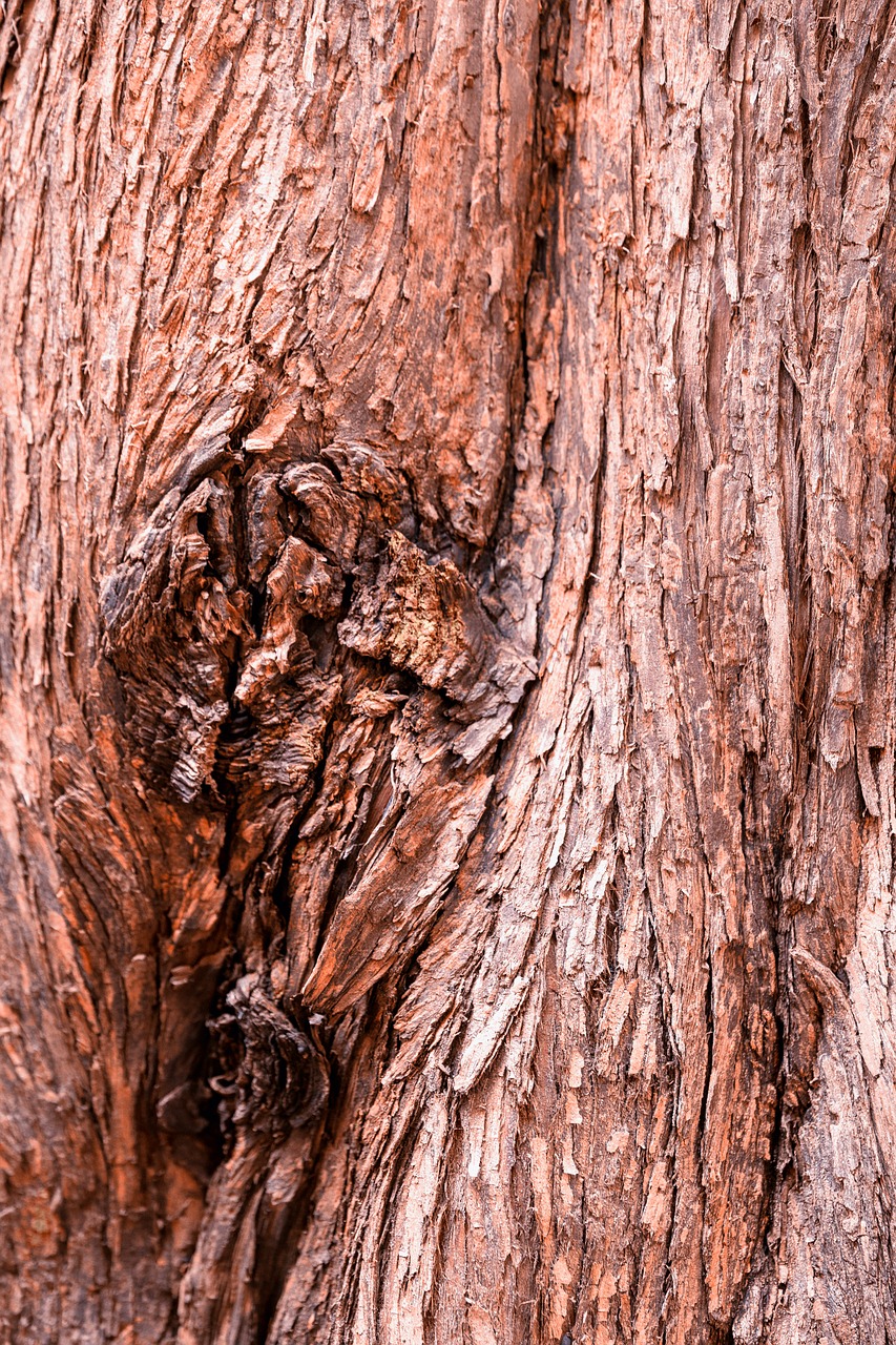 wood  tree  bark free photo