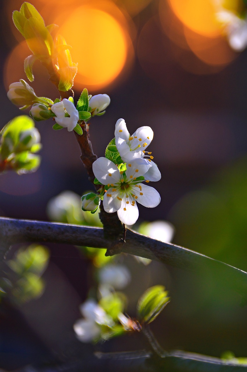 wood  flower  branch free photo