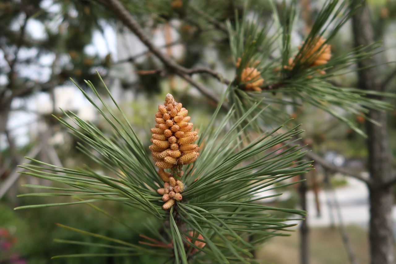 wood  pine  nature free photo