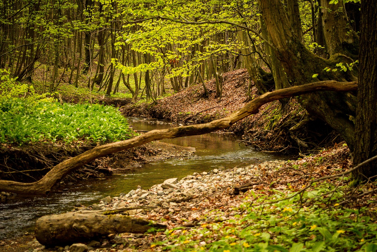 wood  nature  leaf free photo