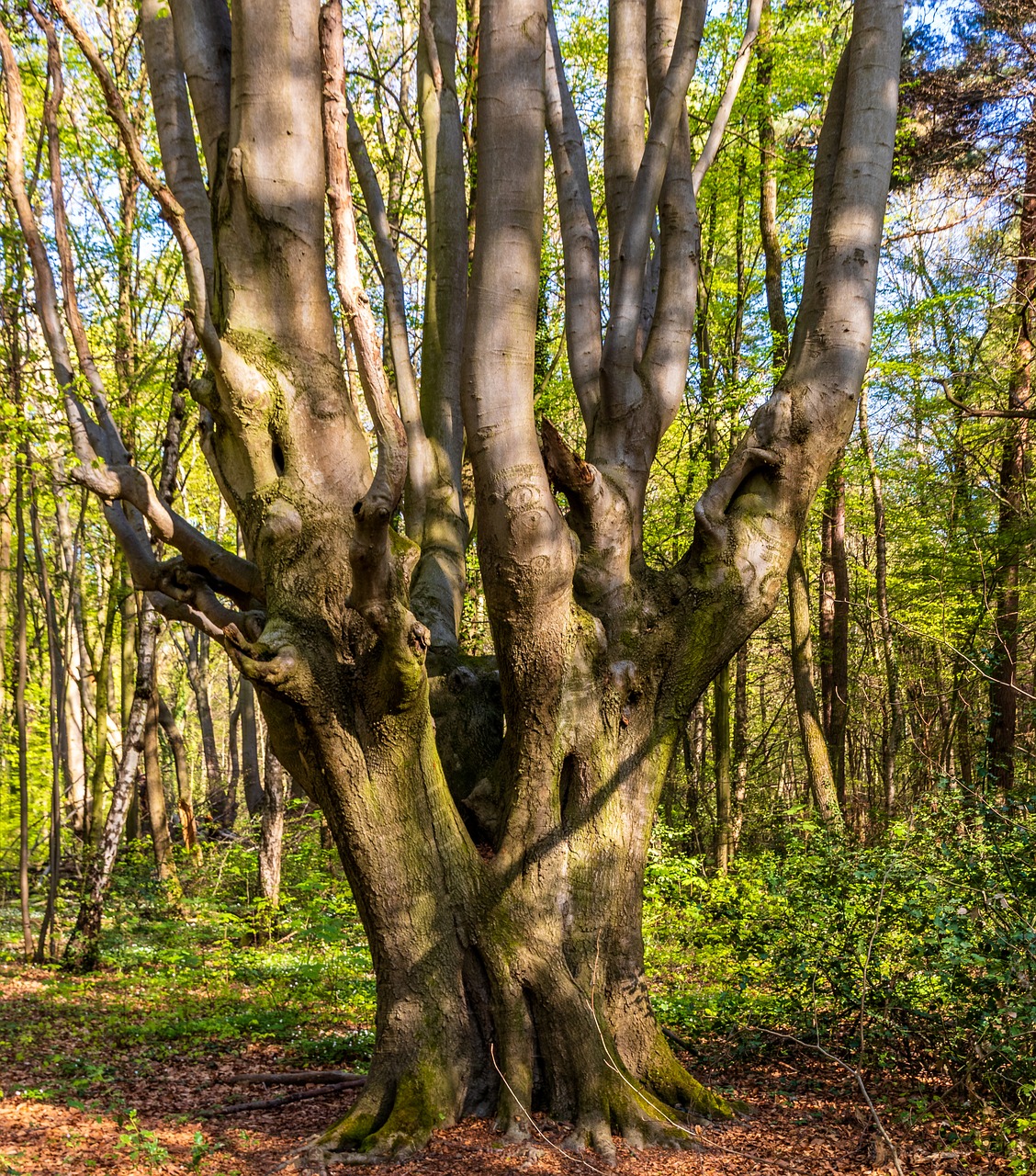 wood  tree  nature free photo