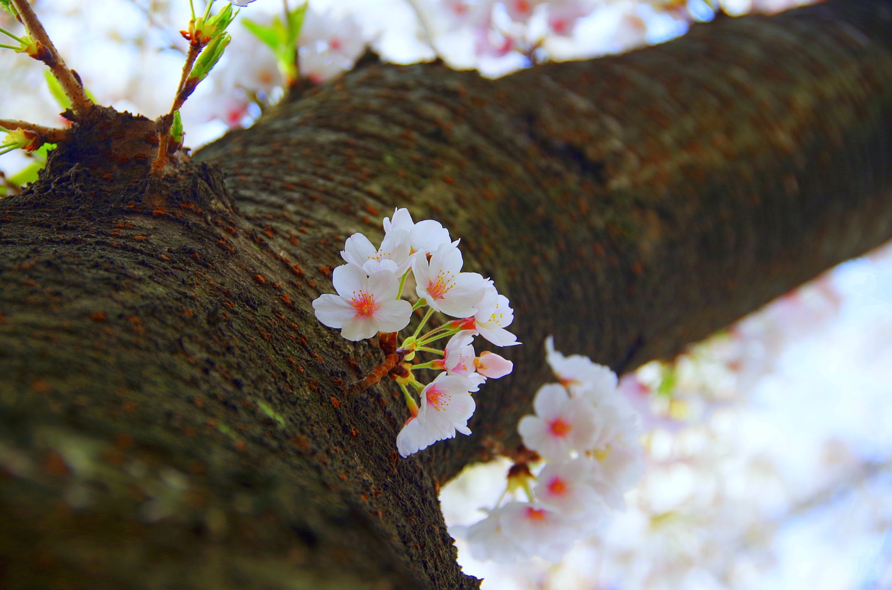 wood  flowers  natural free photo