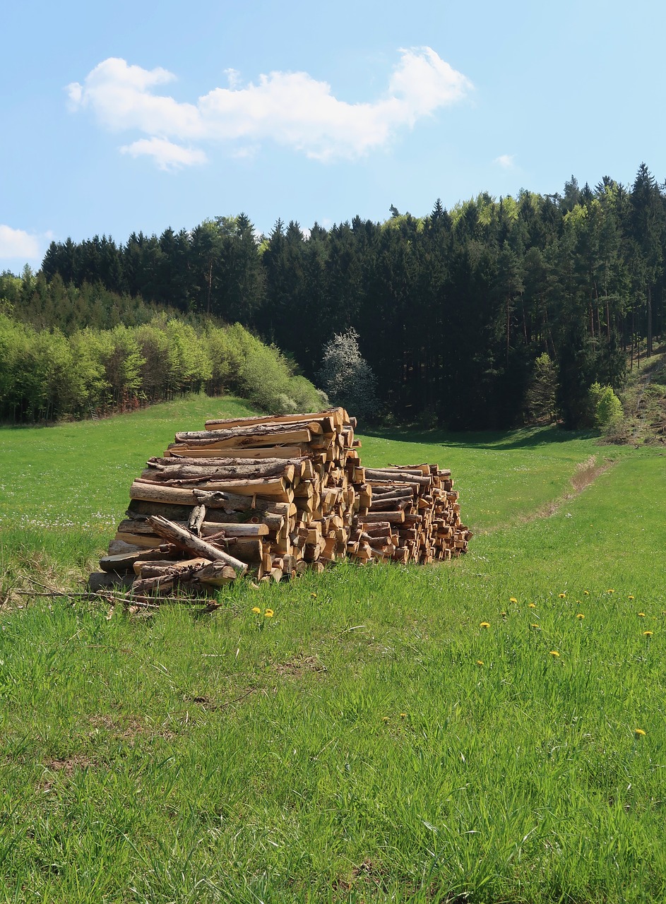 wood  grass  tree free photo