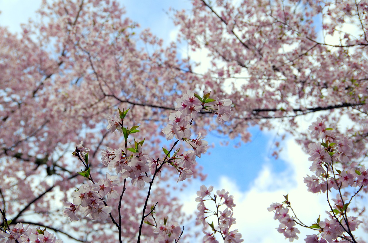 wood  cherry  branch free photo