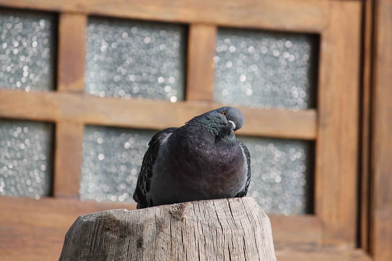 wood  wooden  bird free photo