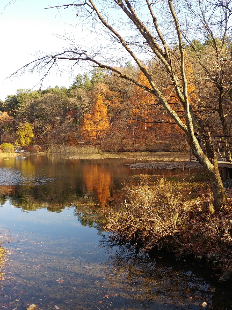 wood  nature  water free photo