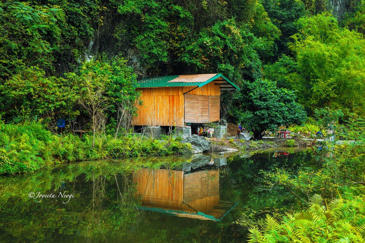 wood  nature  water free photo