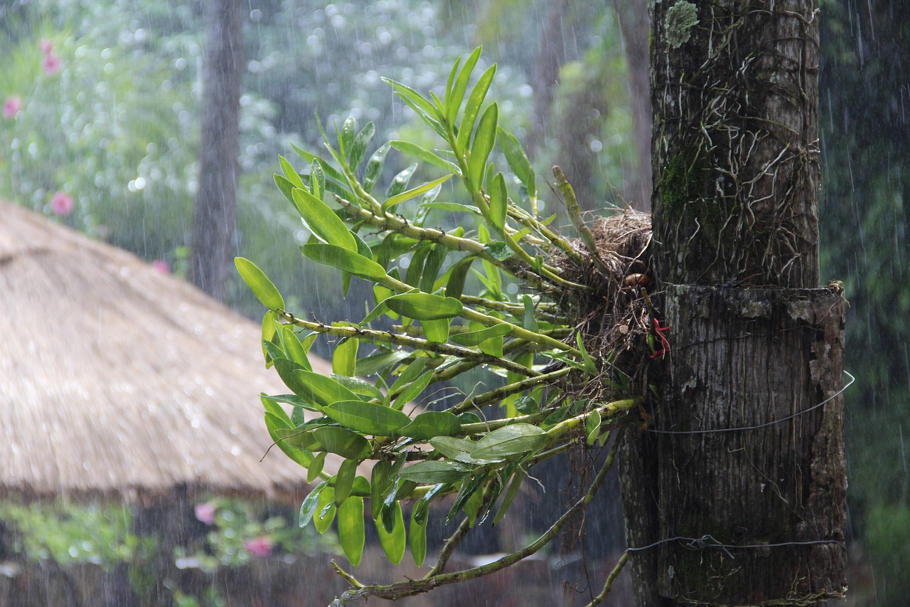 wood  nature  tree free photo