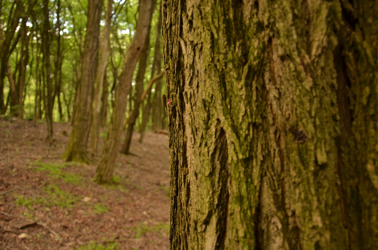 wood  tree  nature free photo