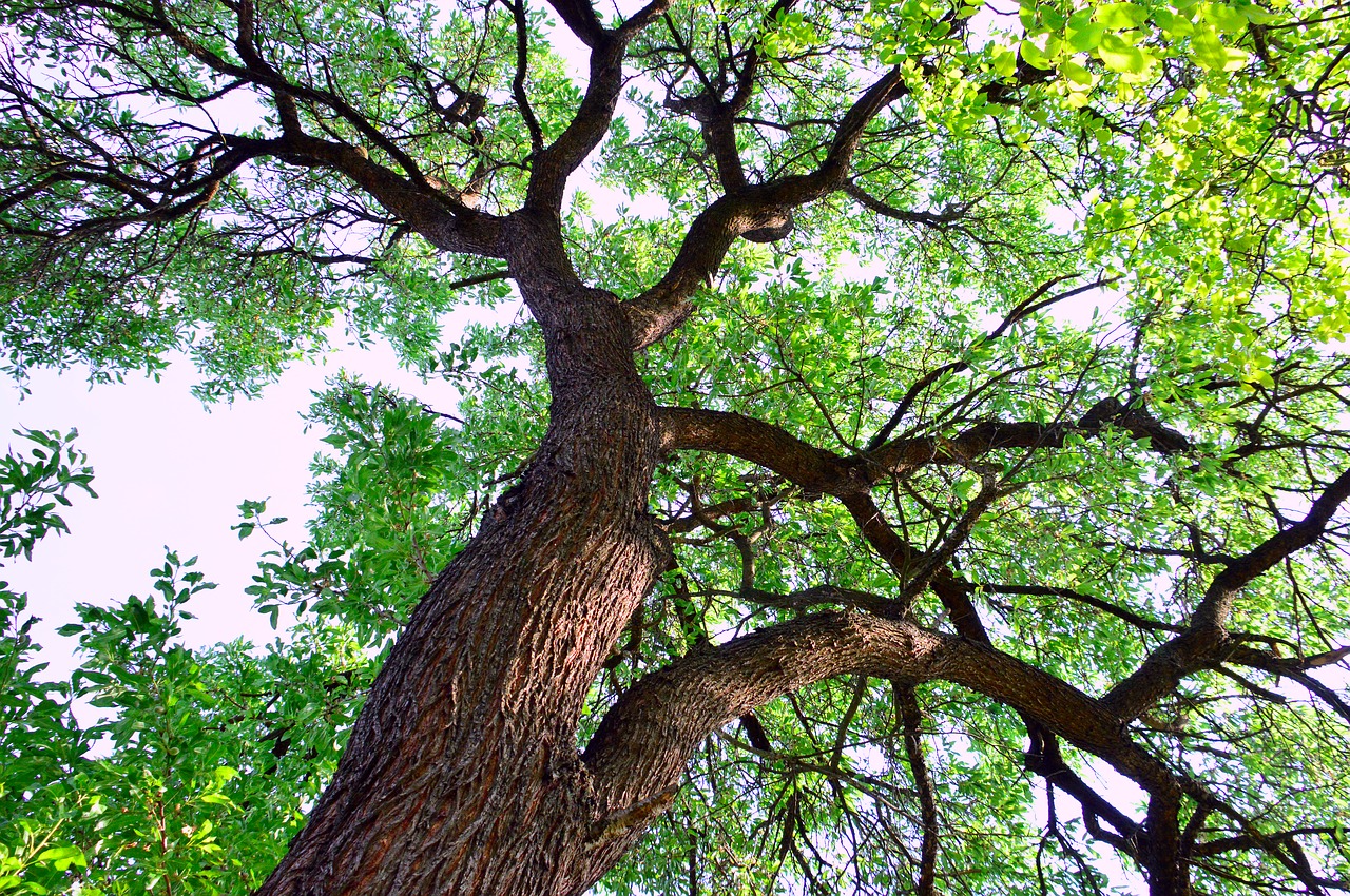 wood  nature  branch free photo