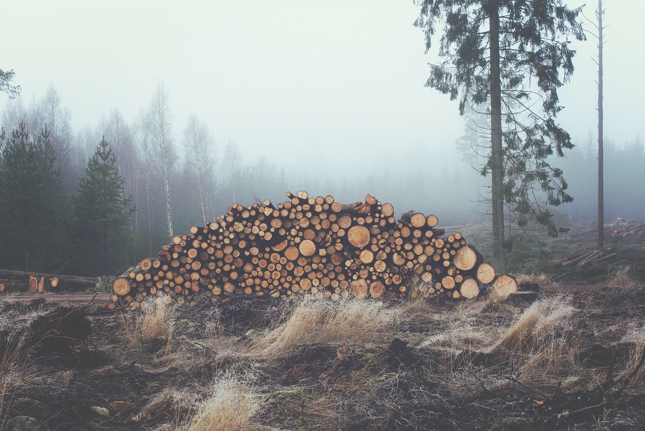 wood logs trunks free photo