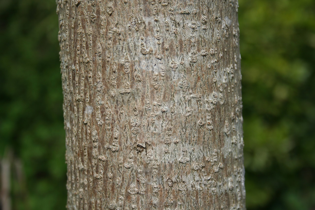 wood  nature  bark free photo