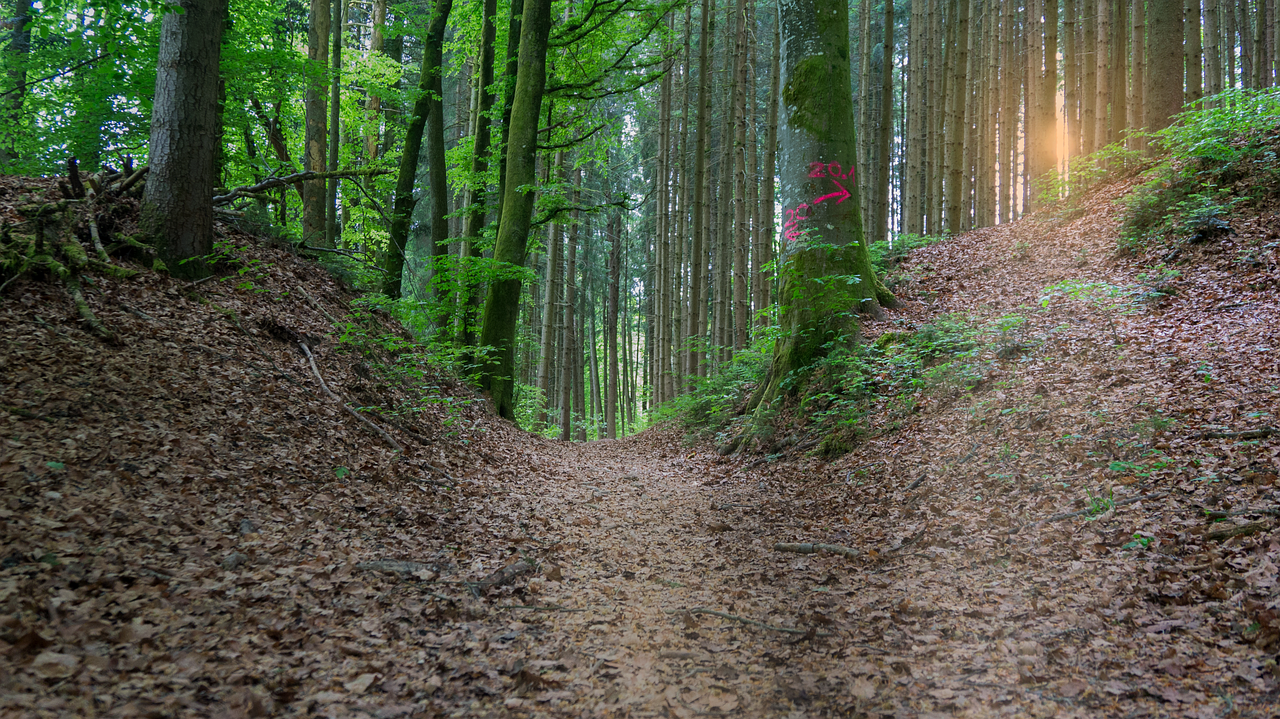 wood  nature  tree free photo