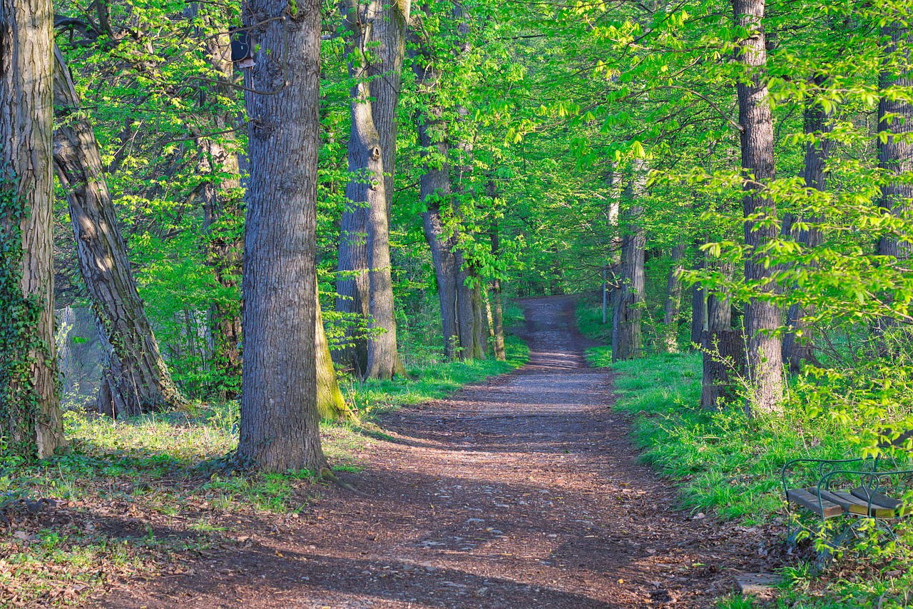 wood  tree  nature free photo