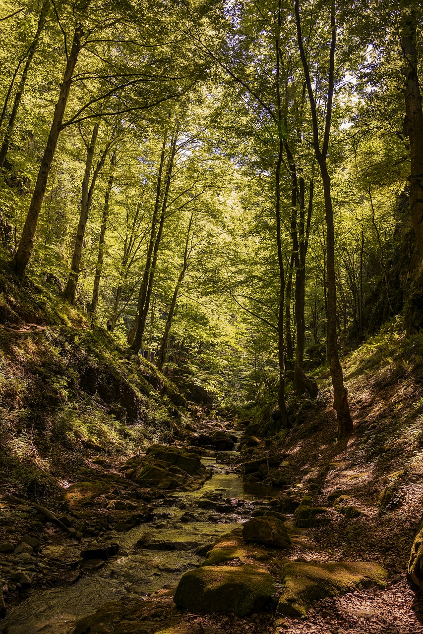 wood  nature  tree free photo