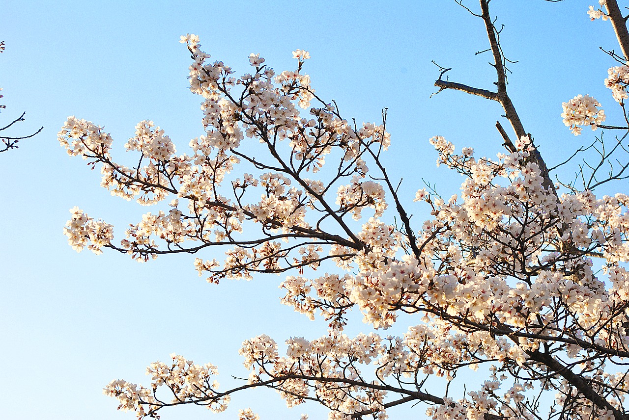 wood  cherry tree  quarter free photo