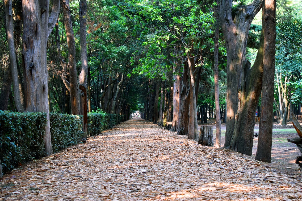 wood  tree  nature free photo