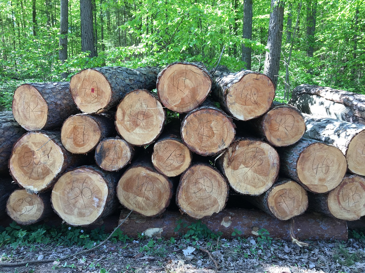 wood  tree log  firewood free photo