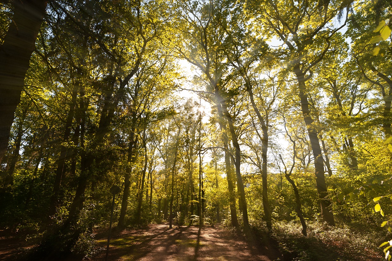 wood  nature  leaf free photo