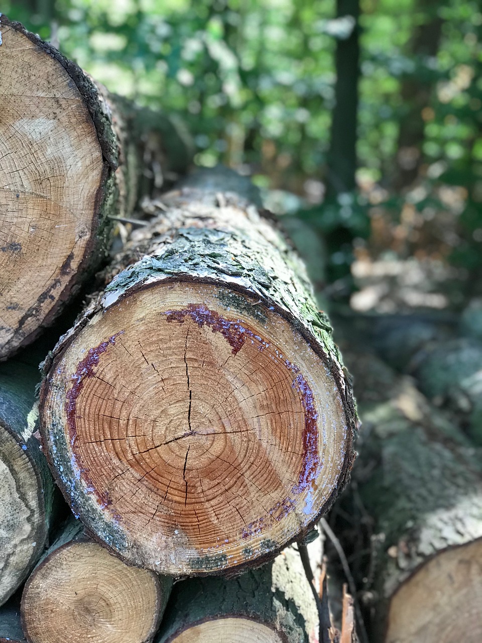 wood  forest  nature free photo