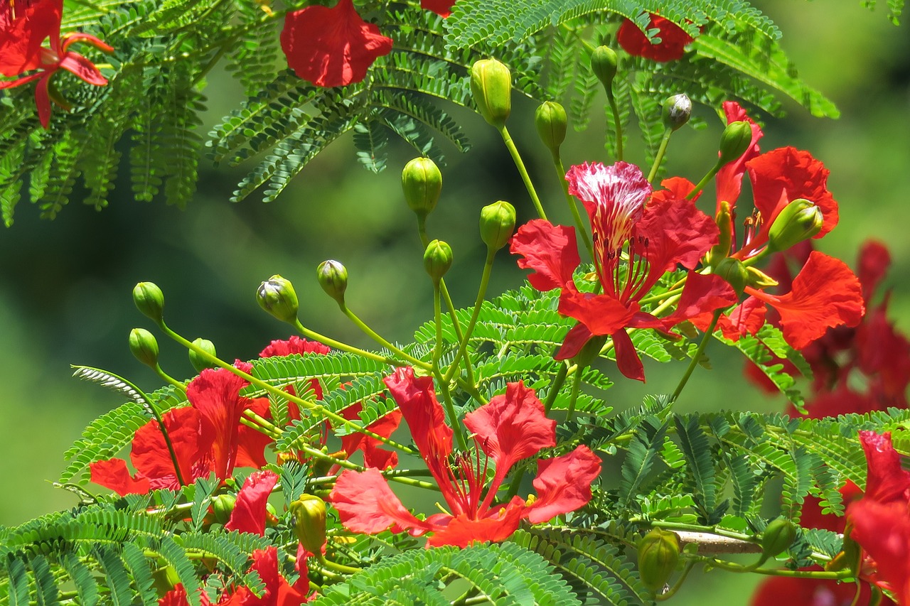 鳯凰 wood  nature  plant free photo