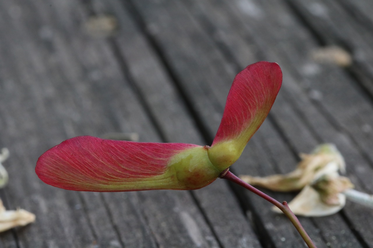 wood  maple  seeds free photo