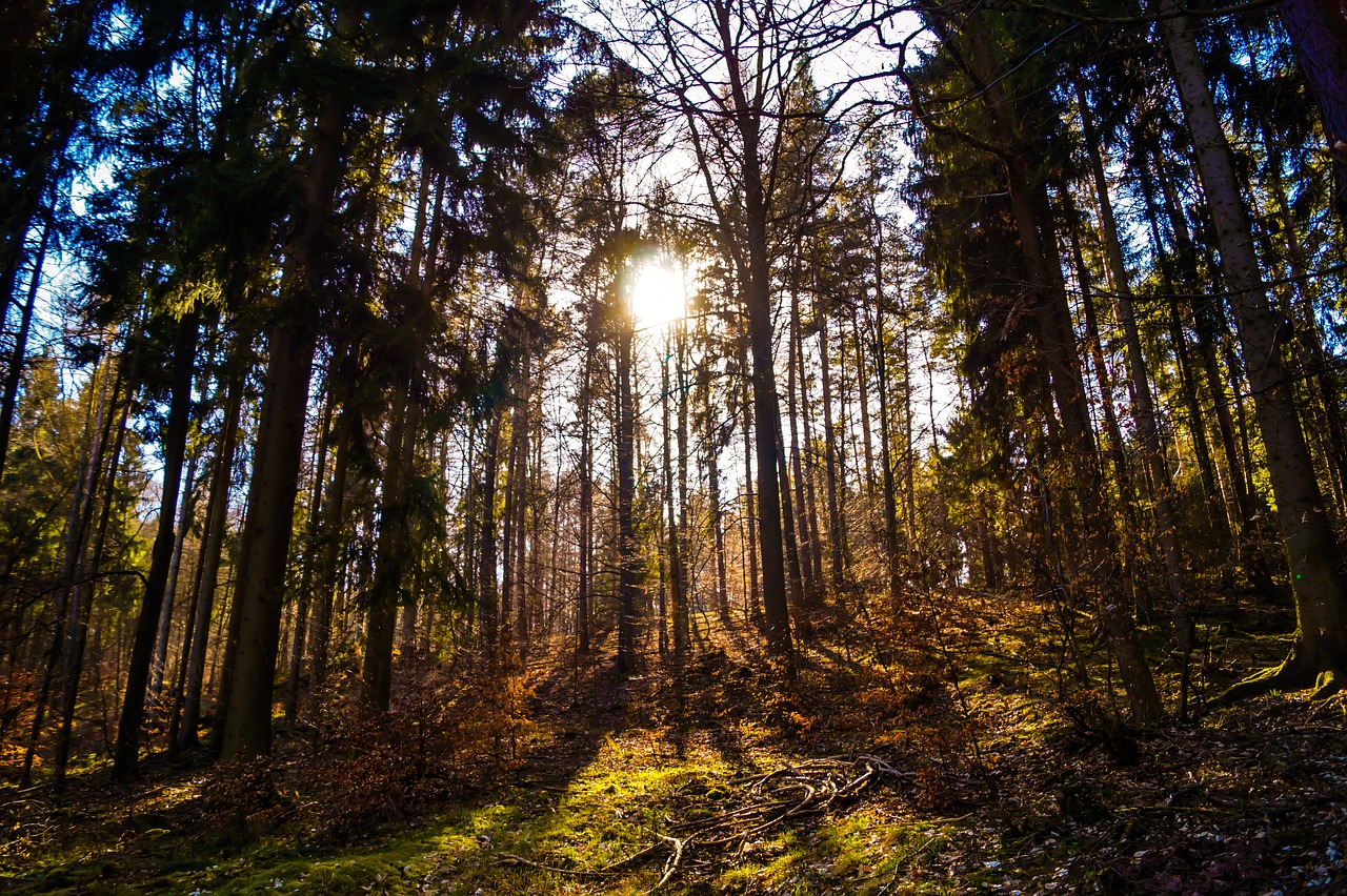 wood  tree  landscape free photo