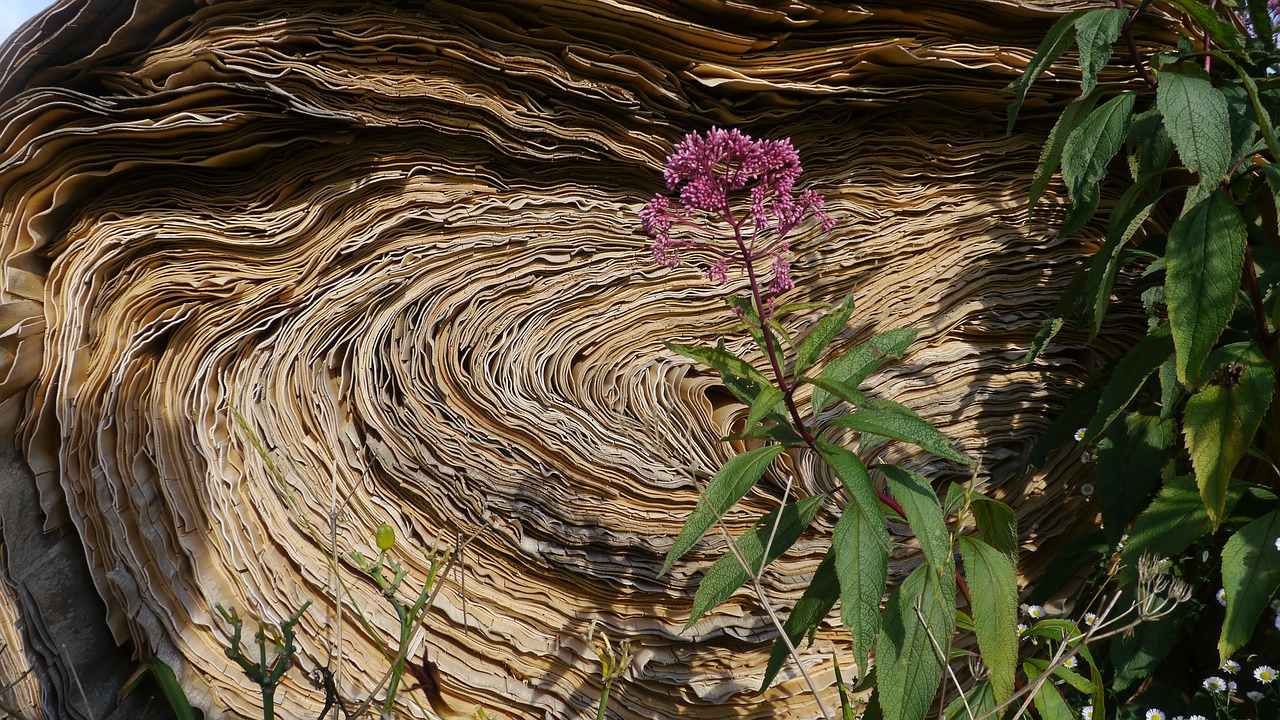 wood  flower  blossom free photo