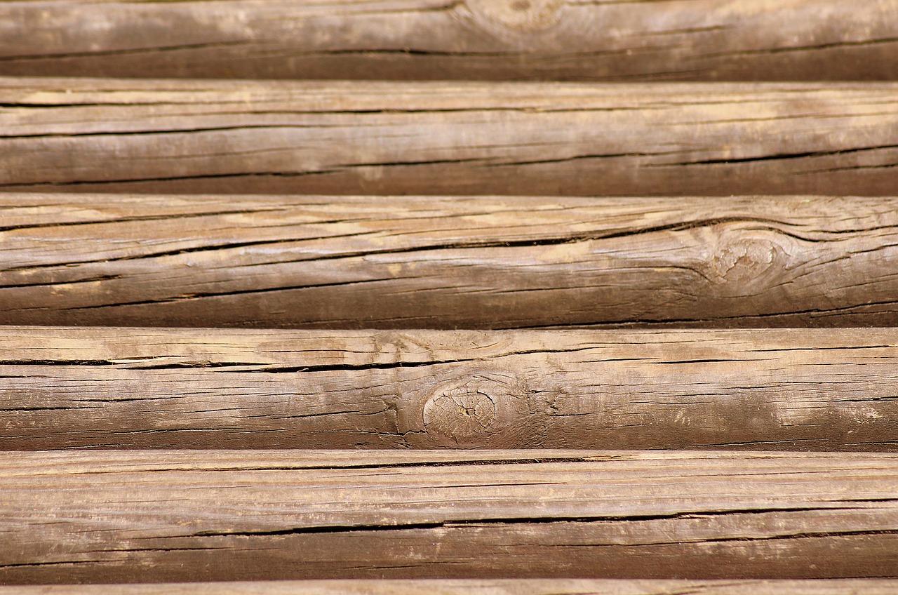 wood  tree  natural free photo