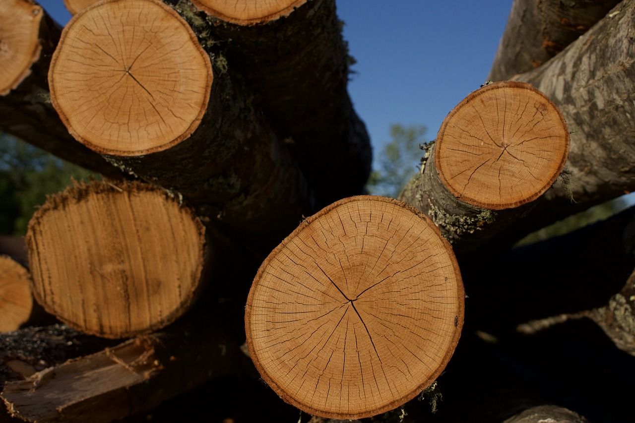 wood  lumber  logs free photo