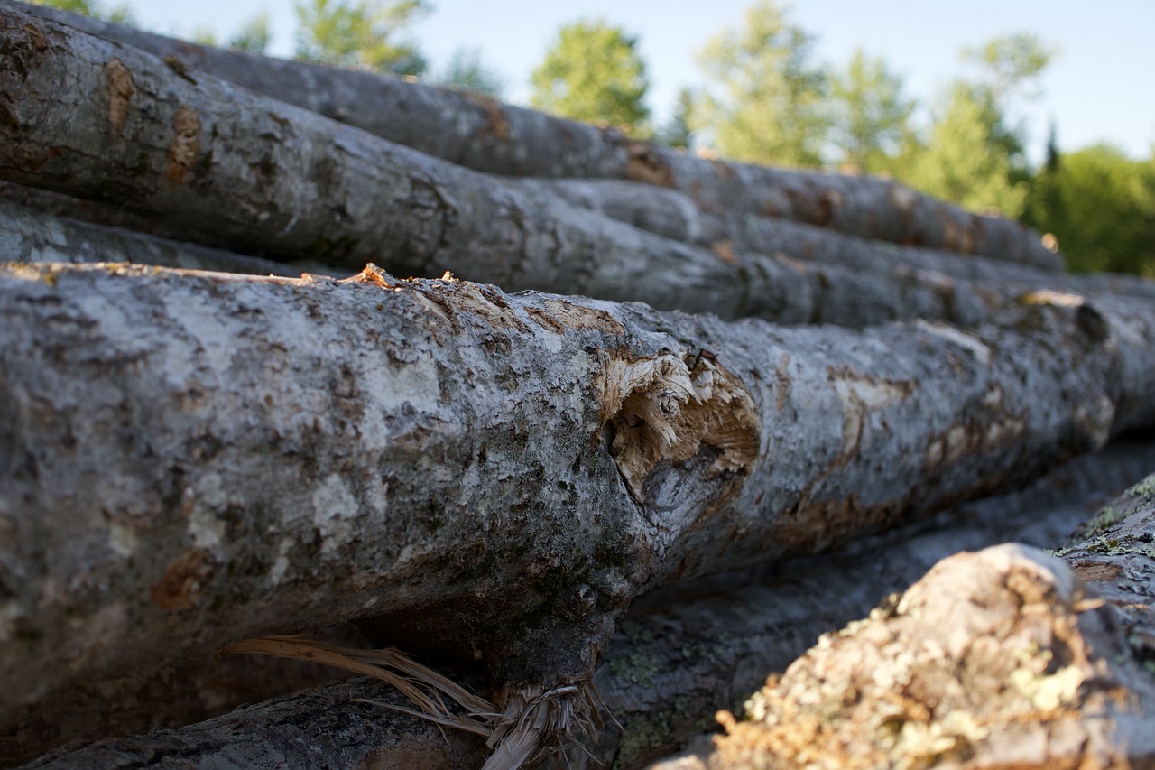 wood  lumber  logs free photo