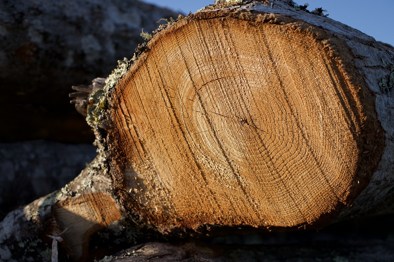 wood  lumber  logs free photo
