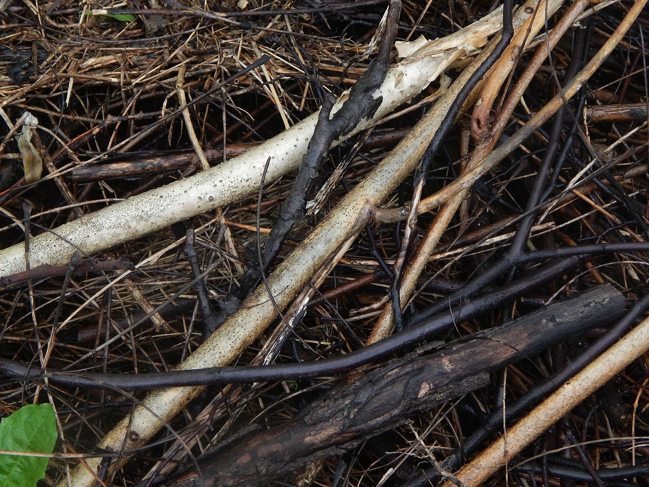 wood nature outside free photo