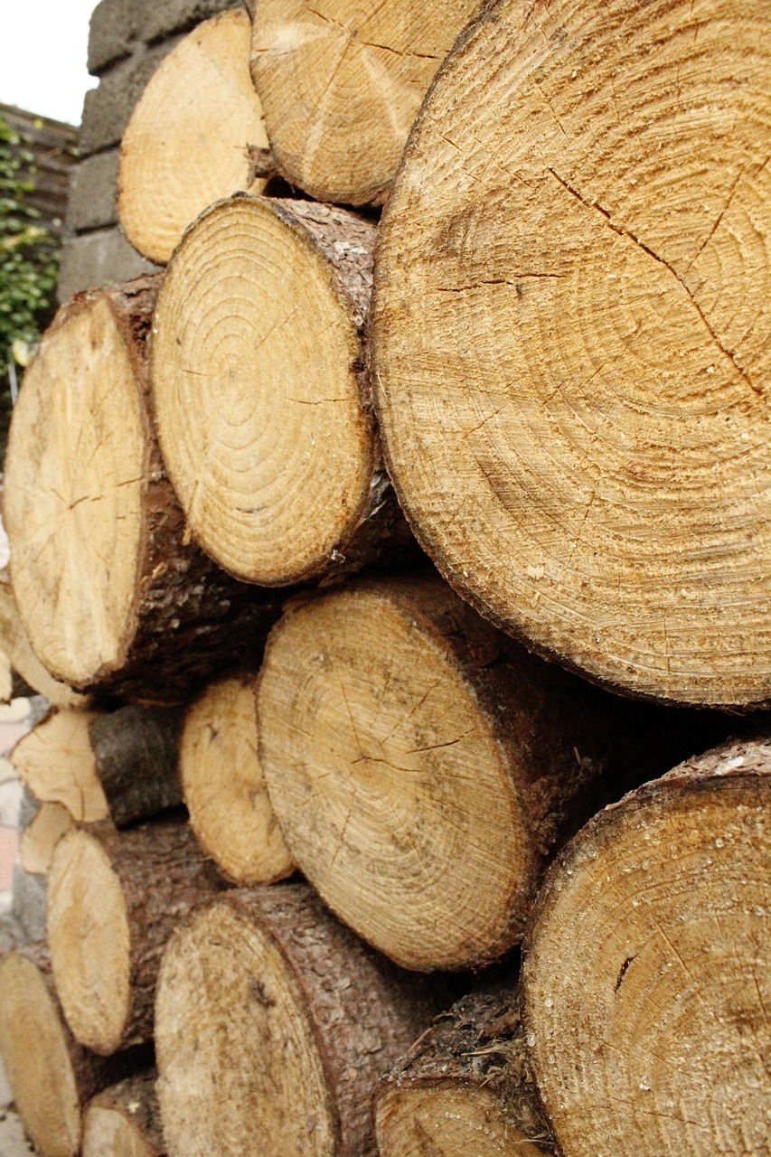 wood  stump  nature free photo