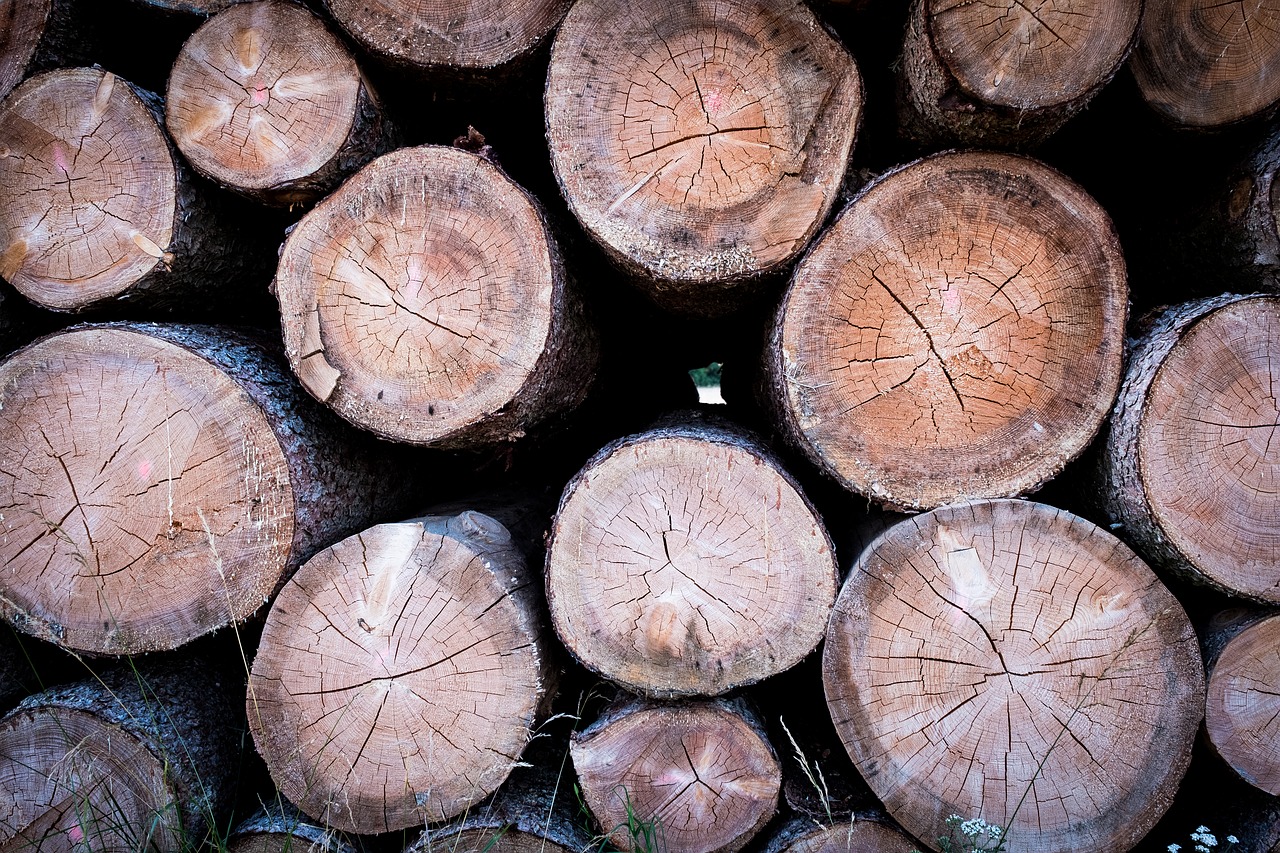 wood  tree trunks  annual rings free photo