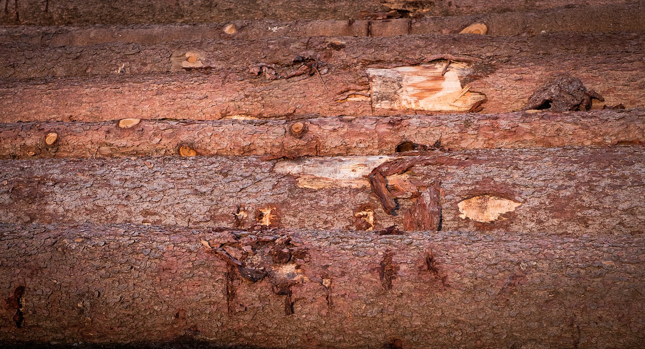 wood  tree trunks  annual rings free photo