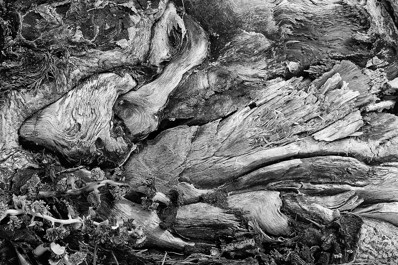 wood arcimboldo rough free photo