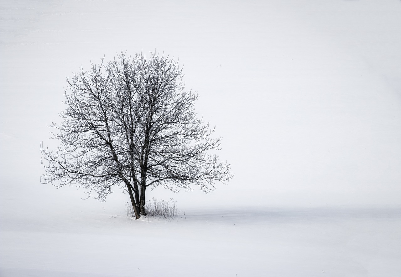 wood  winter  snow free photo