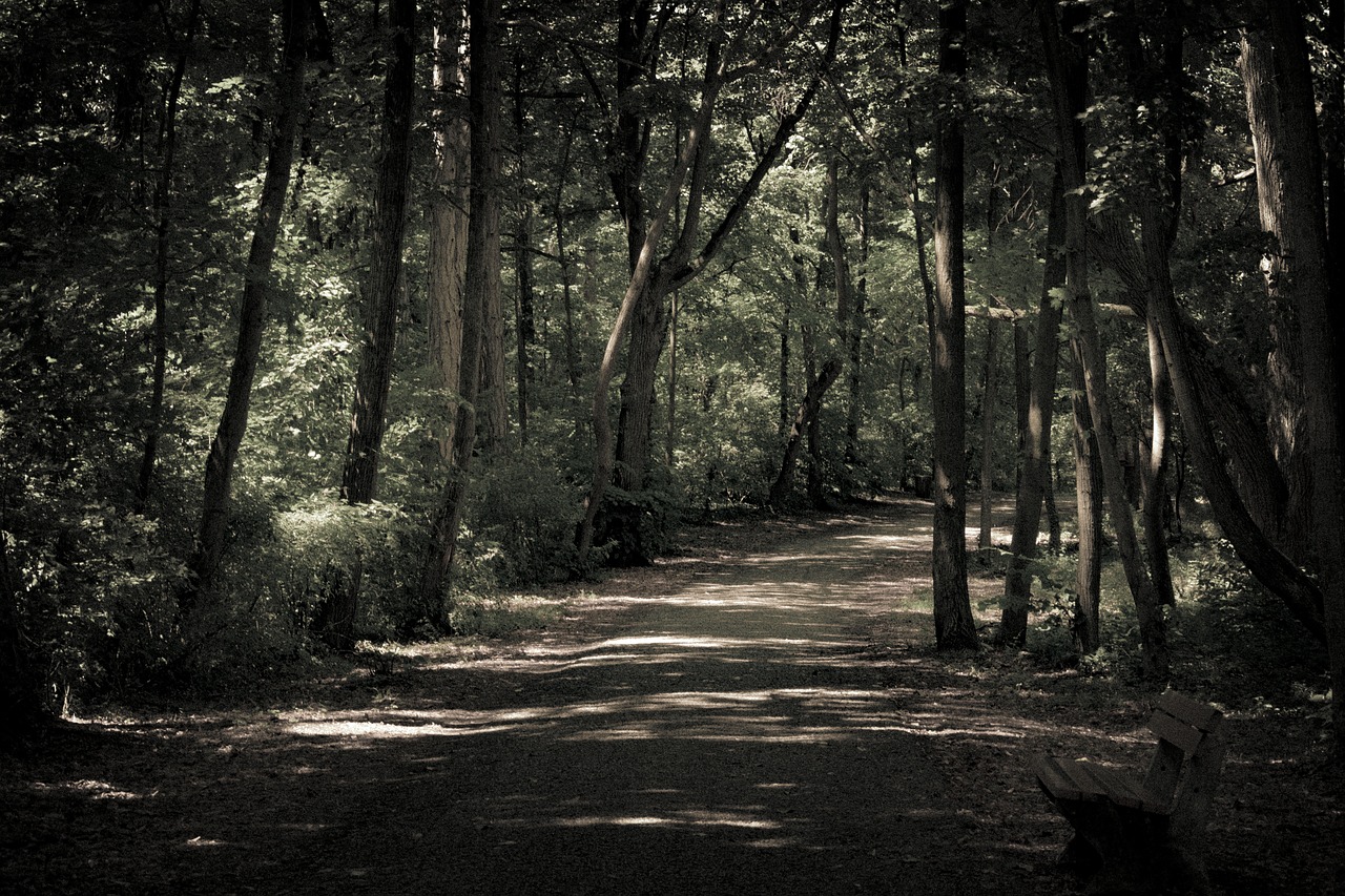 wood  tree  dark free photo